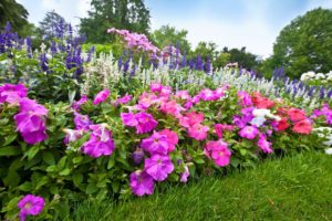 Dementia Flower Garden