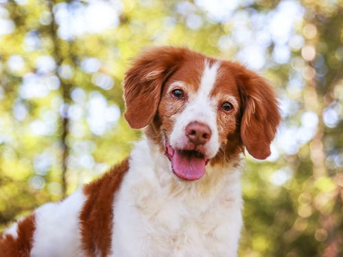 happy dog